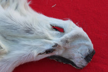 Load image into Gallery viewer, MONSTER WHITE ALPHA MALE ARCTIC WOLF - TAXIDERMY QUALITY - WLF1076