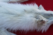 Load image into Gallery viewer, MONSTER WHITE ALPHA MALE ARCTIC WOLF - TAXIDERMY QUALITY - WLF1076