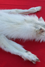 Load image into Gallery viewer, MONSTER WHITE ALPHA MALE ARCTIC WOLF - TAXIDERMY QUALITY - WLF1076