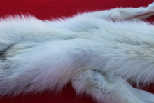 Load image into Gallery viewer, MONSTER WHITE ALPHA MALE ARCTIC WOLF - TAXIDERMY QUALITY - WLF1076