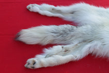 Load image into Gallery viewer, MONSTER WHITE ALPHA MALE ARCTIC WOLF - TAXIDERMY QUALITY - WLF1076