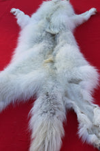 Load image into Gallery viewer, MONSTER WHITE ALPHA MALE ARCTIC WOLF - TAXIDERMY QUALITY - WLF1076