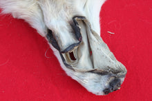 Load image into Gallery viewer, MONSTER WHITE ALPHA MALE ARCTIC WOLF - TAXIDERMY QUALITY - WLF1076