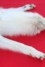 Load image into Gallery viewer, MONSTER WHITE ALPHA MALE ARCTIC WOLF - TAXIDERMY QUALITY - WLF1076