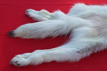 Load image into Gallery viewer, MONSTER WHITE ALPHA MALE ARCTIC WOLF - TAXIDERMY QUALITY - WLF1076