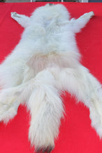 Load image into Gallery viewer, MONSTER WHITE ALPHA MALE ARCTIC WOLF - TAXIDERMY QUALITY - WLF1076