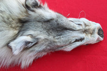 Load image into Gallery viewer, ARCTIC WOLF - TAXIDERMY QUALITY - WLF1077