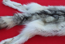 Load image into Gallery viewer, ARCTIC WOLF - TAXIDERMY QUALITY - WLF1077