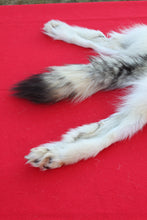 Load image into Gallery viewer, ARCTIC WOLF - TAXIDERMY QUALITY - WLF1077