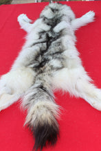 Load image into Gallery viewer, ARCTIC WOLF - TAXIDERMY QUALITY - WLF1077