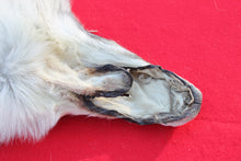 Load image into Gallery viewer, ARCTIC WOLF - TAXIDERMY QUALITY - WLF1077