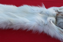 Load image into Gallery viewer, ARCTIC WOLF - TAXIDERMY QUALITY - WLF1077