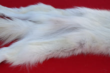Load image into Gallery viewer, ARCTIC WOLF - TAXIDERMY QUALITY - WLF1077