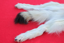 Load image into Gallery viewer, ARCTIC WOLF - TAXIDERMY QUALITY - WLF1077
