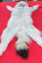 Load image into Gallery viewer, ARCTIC WOLF - TAXIDERMY QUALITY - WLF1077