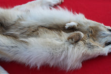 Load image into Gallery viewer, STRIKING  CARAMEL FEMALE ARCTIC WOLF - TAXIDERMY QUALITY - WLF1078