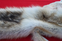 Load image into Gallery viewer, STRIKING  CARAMEL FEMALE ARCTIC WOLF - TAXIDERMY QUALITY - WLF1078