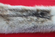 Load image into Gallery viewer, STRIKING  CARAMEL FEMALE ARCTIC WOLF - TAXIDERMY QUALITY - WLF1078