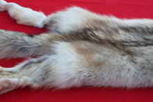 Load image into Gallery viewer, STRIKING  CARAMEL FEMALE ARCTIC WOLF - TAXIDERMY QUALITY - WLF1078