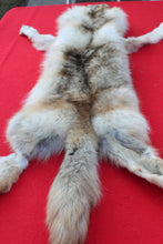 Load image into Gallery viewer, STRIKING  CARAMEL FEMALE ARCTIC WOLF - TAXIDERMY QUALITY - WLF1078