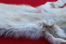 Load image into Gallery viewer, STRIKING  CARAMEL FEMALE ARCTIC WOLF - TAXIDERMY QUALITY - WLF1078