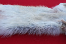 Load image into Gallery viewer, STRIKING  CARAMEL FEMALE ARCTIC WOLF - TAXIDERMY QUALITY - WLF1078