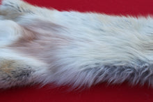 Load image into Gallery viewer, STRIKING  CARAMEL FEMALE ARCTIC WOLF - TAXIDERMY QUALITY - WLF1078