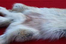 Load image into Gallery viewer, STRIKING  CARAMEL FEMALE ARCTIC WOLF - TAXIDERMY QUALITY - WLF1078