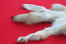 Load image into Gallery viewer, STRIKING  CARAMEL FEMALE ARCTIC WOLF - TAXIDERMY QUALITY - WLF1078