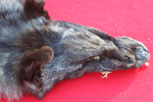 Load image into Gallery viewer, BLACK and SILVER FEMALE ARCTIC WOLF - TAXIDERMY QUALITY - WLF1079