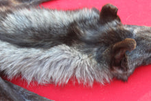 Load image into Gallery viewer, BLACK and SILVER FEMALE ARCTIC WOLF - TAXIDERMY QUALITY - WLF1079
