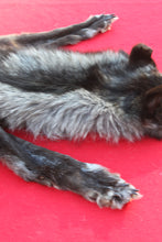 Load image into Gallery viewer, BLACK and SILVER FEMALE ARCTIC WOLF - TAXIDERMY QUALITY - WLF1079