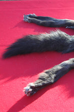 Load image into Gallery viewer, BLACK and SILVER FEMALE ARCTIC WOLF - TAXIDERMY QUALITY - WLF1079
