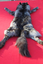 Load image into Gallery viewer, BLACK and SILVER FEMALE ARCTIC WOLF - TAXIDERMY QUALITY - WLF1079