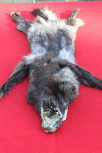 Load image into Gallery viewer, BLACK and SILVER FEMALE ARCTIC WOLF - TAXIDERMY QUALITY - WLF1079