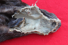 Load image into Gallery viewer, BLACK and SILVER FEMALE ARCTIC WOLF - TAXIDERMY QUALITY - WLF1079