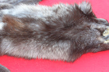 Load image into Gallery viewer, BLACK and SILVER FEMALE ARCTIC WOLF - TAXIDERMY QUALITY - WLF1079