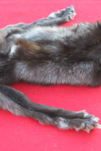 Load image into Gallery viewer, BLACK and SILVER FEMALE ARCTIC WOLF - TAXIDERMY QUALITY - WLF1079