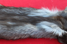 Load image into Gallery viewer, BLACK and SILVER FEMALE ARCTIC WOLF - TAXIDERMY QUALITY - WLF1079