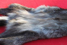 Load image into Gallery viewer, BLACK and SILVER FEMALE ARCTIC WOLF - TAXIDERMY QUALITY - WLF1079