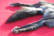 Load image into Gallery viewer, BLACK and SILVER FEMALE ARCTIC WOLF - TAXIDERMY QUALITY - WLF1079