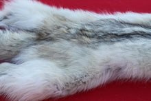 Load image into Gallery viewer, HUGE WHITE FEMALE ARCTIC WOLF - TAXIDERMY QUALITY - WLF1080