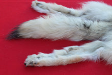 Load image into Gallery viewer, HUGE WHITE FEMALE ARCTIC WOLF - TAXIDERMY QUALITY - WLF1080
