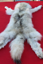 Load image into Gallery viewer, HUGE WHITE FEMALE ARCTIC WOLF - TAXIDERMY QUALITY - WLF1080