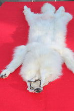 Load image into Gallery viewer, HUGE WHITE FEMALE ARCTIC WOLF - TAXIDERMY QUALITY - WLF1080