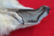 Load image into Gallery viewer, HUGE WHITE FEMALE ARCTIC WOLF - TAXIDERMY QUALITY - WLF1080