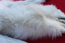 Load image into Gallery viewer, HUGE WHITE FEMALE ARCTIC WOLF - TAXIDERMY QUALITY - WLF1080