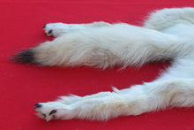 Load image into Gallery viewer, HUGE WHITE FEMALE ARCTIC WOLF - TAXIDERMY QUALITY - WLF1080