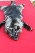 Load image into Gallery viewer, EXCEPTIONAL BLACK MALE ARCTIC WOLF - HAS FEET AND CLAWS - WLF1081