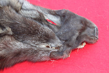 Load image into Gallery viewer, EXCEPTIONAL BLACK MALE ARCTIC WOLF - HAS FEET AND CLAWS - WLF1081